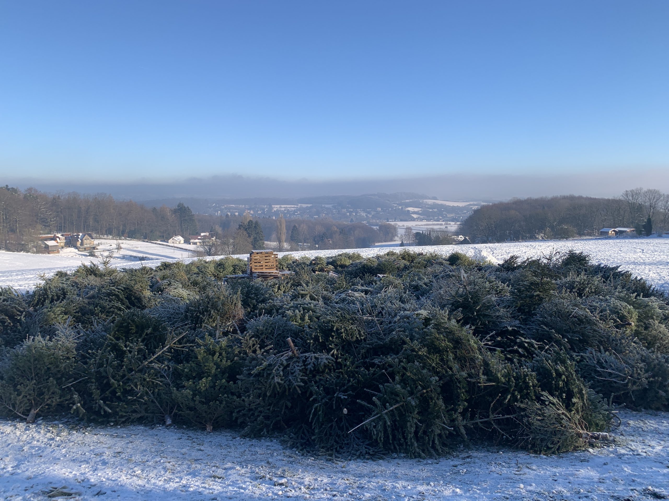 Gesammelte Weihnachtsbäume am Grillplatz