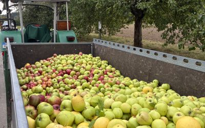 Apfeltag des Heimatvereins mit reicher Ernte