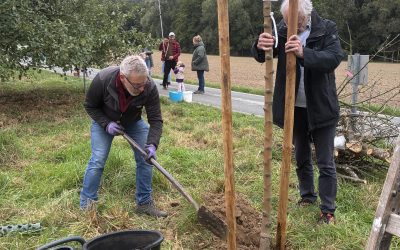2 neue Apfelbäume an der Obstbaum-Galerie